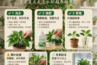 黃金葛黃葉別慌！3個動作讓它重回翠綠