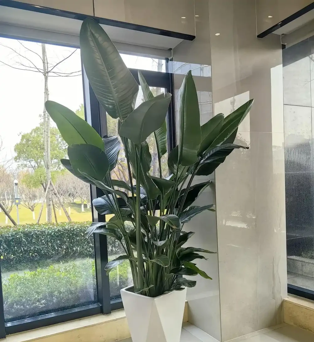 家中擺上這 6種綠植,常年油綠不怕缺光,淨化空氣還能旺家