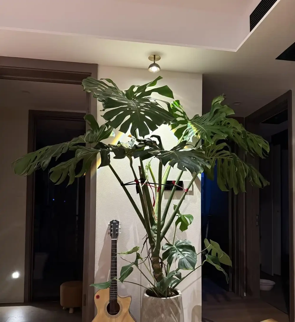 家中擺上這 6種綠植,常年油綠不怕缺光,淨化空氣還能旺家
