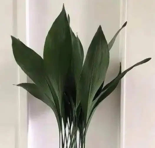 家中擺上這 6種綠植,常年油綠不怕缺光,淨化空氣還能旺家