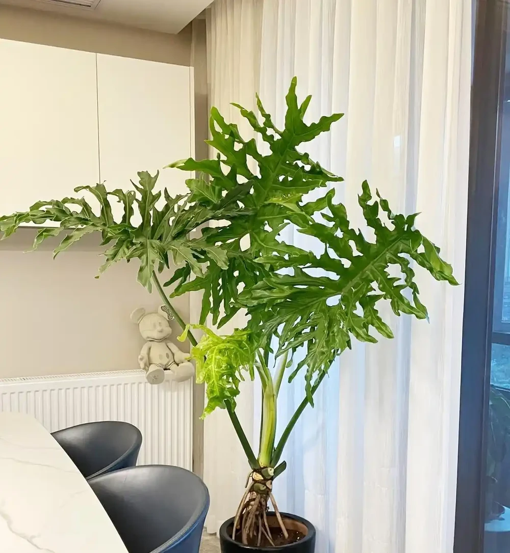 家中擺上這 6種綠植,常年油綠不怕缺光,淨化空氣還能旺家