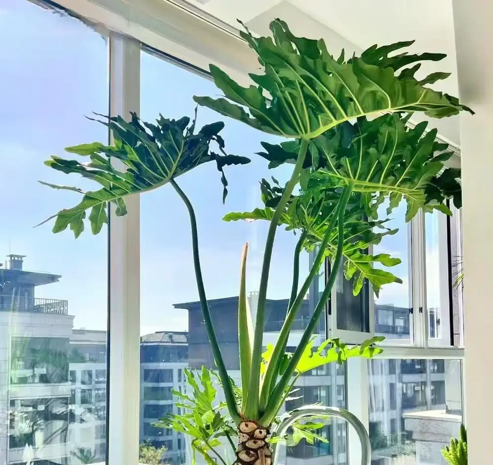 家中擺上這 6種綠植,常年油綠不怕缺光,淨化空氣還能旺家