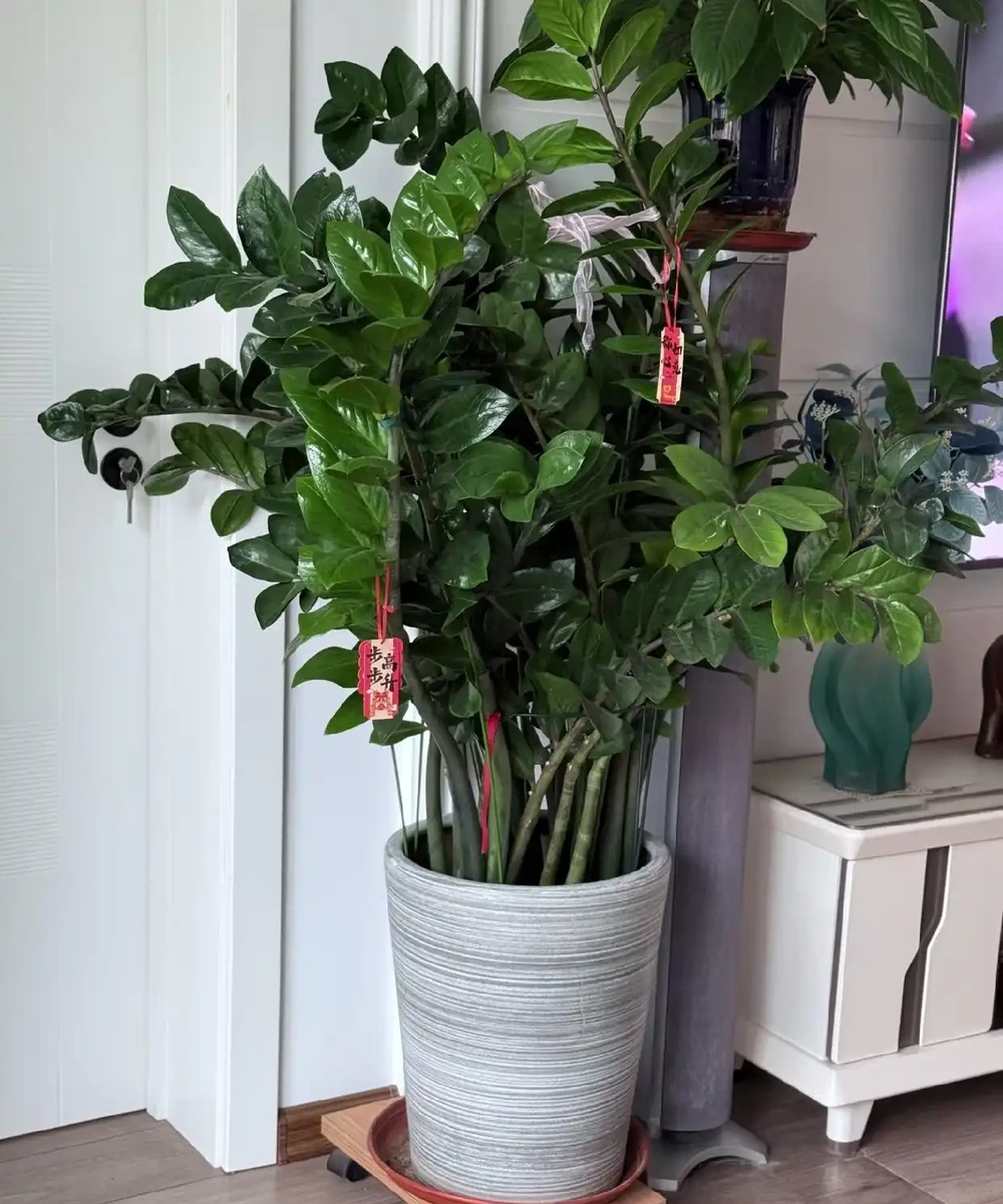 家中擺上這 6種綠植,常年油綠不怕缺光,淨化空氣還能旺家