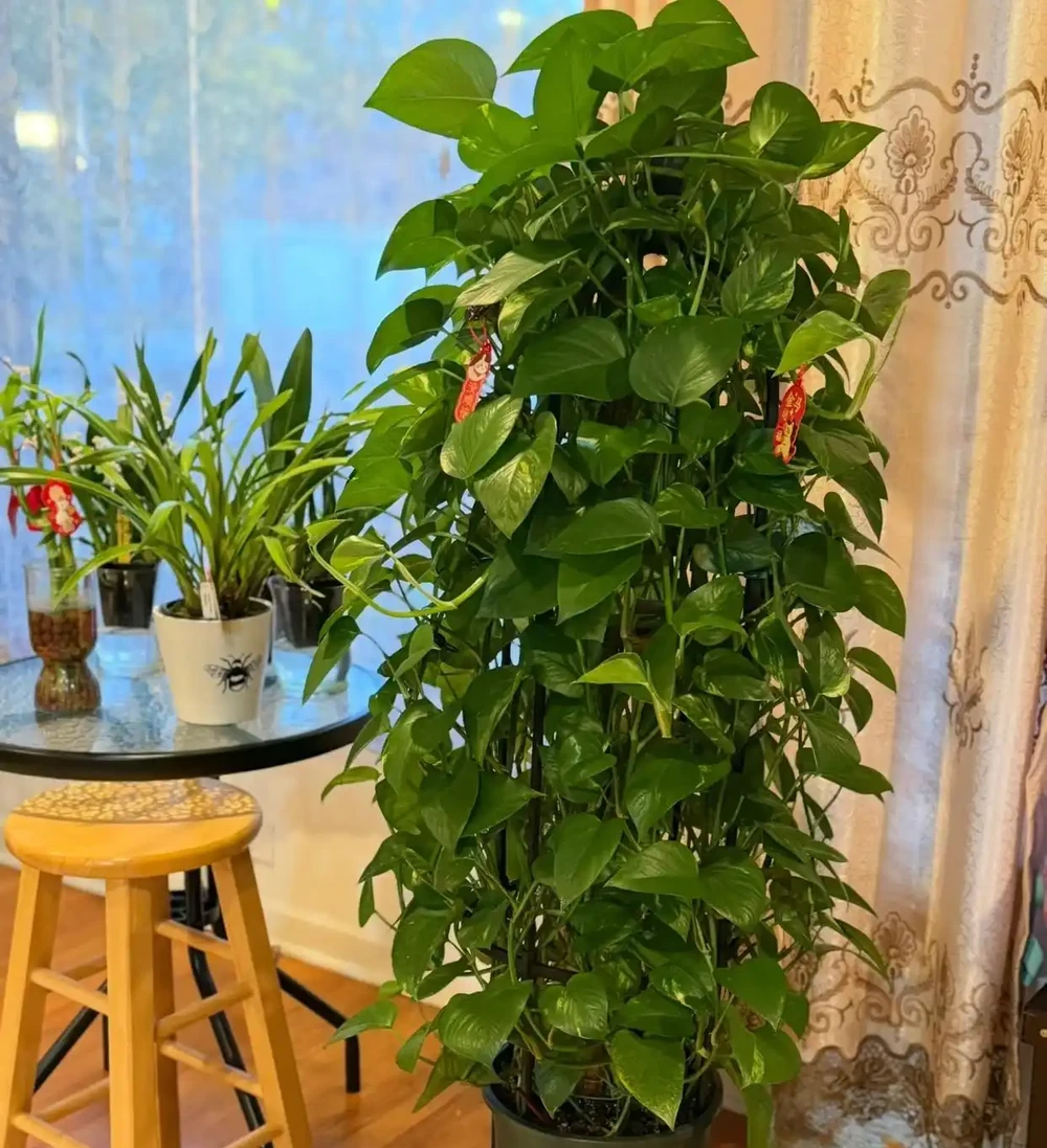 家中擺上這 6種綠植,常年油綠不怕缺光,淨化空氣還能旺家