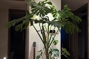 家中擺上這 6種綠植，常年油綠不怕缺光，淨化空氣還能旺家