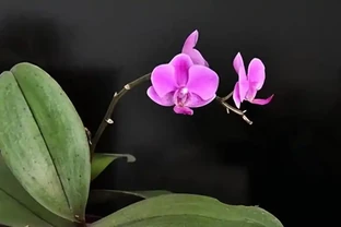 常見蘭花品種怎麼選？蝴蝶蘭、建蘭、蕙蘭、石斛蘭蘭一次講清楚