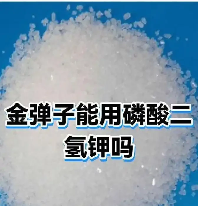 金彈子磷酸二氫鉀什麼階段用？怎麼使用？一次性講明白