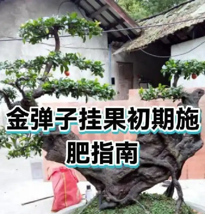 金彈子磷酸二氫鉀什麼階段用？怎麼使用？一次性講明白