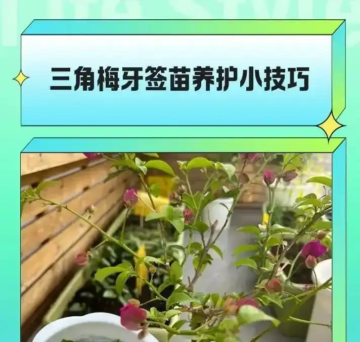 花市老大爺揭秘:九重葛主幹粗得像手腕,不是年份到,是「逼」出來的!這4個反常識操作,90%的人不知道