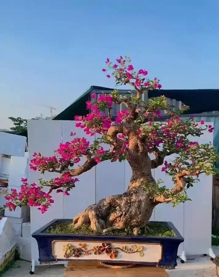 花市老大爺揭秘:九重葛主幹粗得像手腕,不是年份到,是「逼」出來的!這4個反常識操作,90%的人不知道