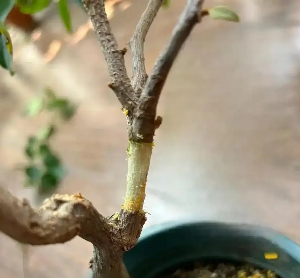 花市老大爺揭秘:九重葛主幹粗得像手腕,不是年份到,是「逼」出來的!這4個反常識操作,90%的人不知道