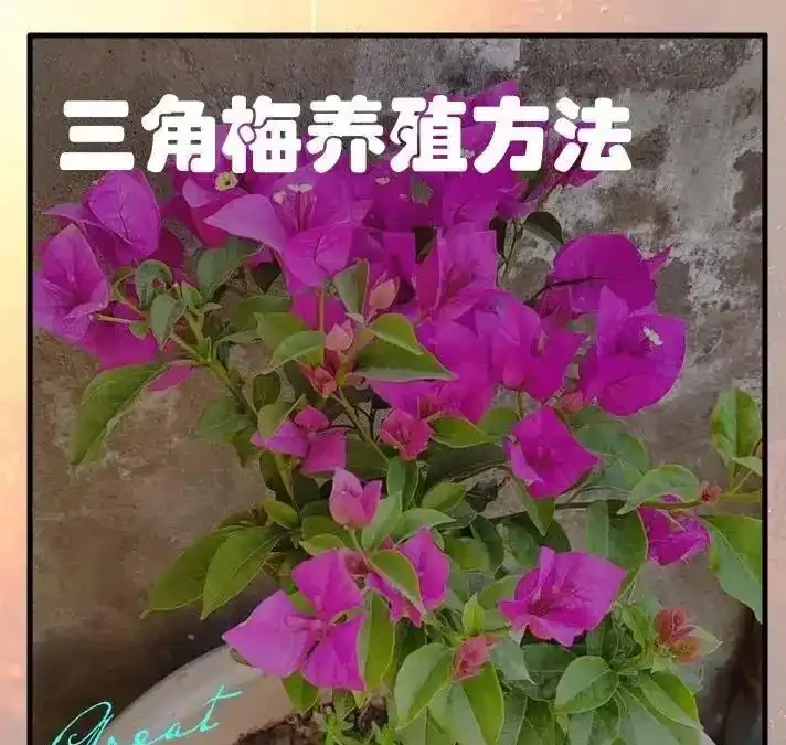 花市老大爺揭秘:九重葛主幹粗得像手腕,不是年份到,是「逼」出來的!這4個反常識操作,90%的人不知道