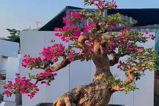 花市老大爺揭秘：九重葛主幹粗得像手腕，不是年份到，是「逼」出來的！這4個反常識操作，90%的人不知道