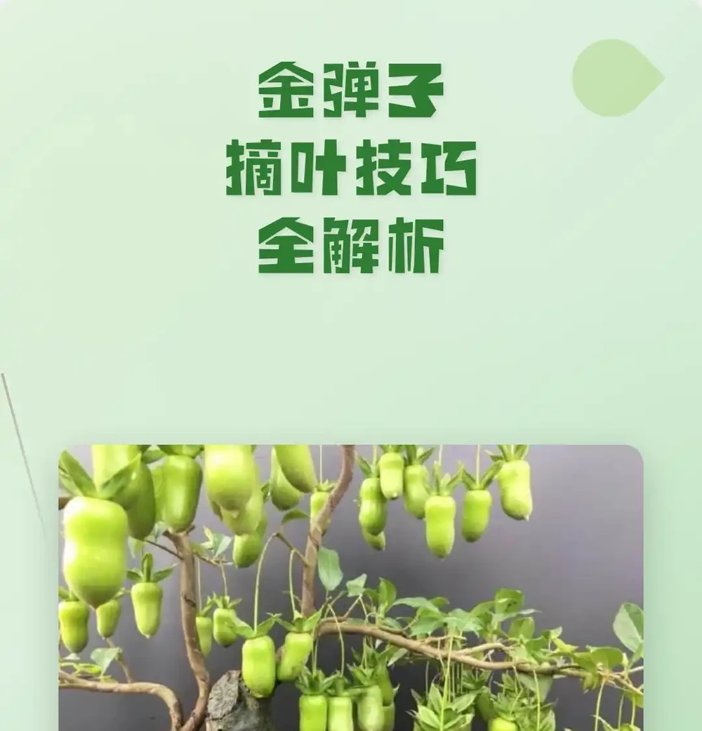 金彈子能不能摘葉?摘葉最佳時間+完整實操步驟