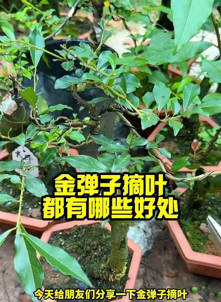 金彈子能不能摘葉?摘葉最佳時間+完整實操步驟