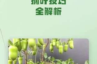 金彈子能不能摘葉？摘葉最佳時間+完整實操步驟