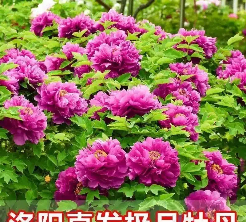 客廳養花首選這十大招財綠植，寓意吉祥又好養