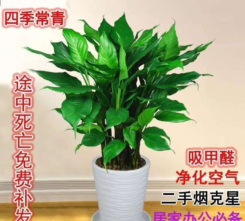 客廳養花首選這十大招財綠植，寓意吉祥又好養