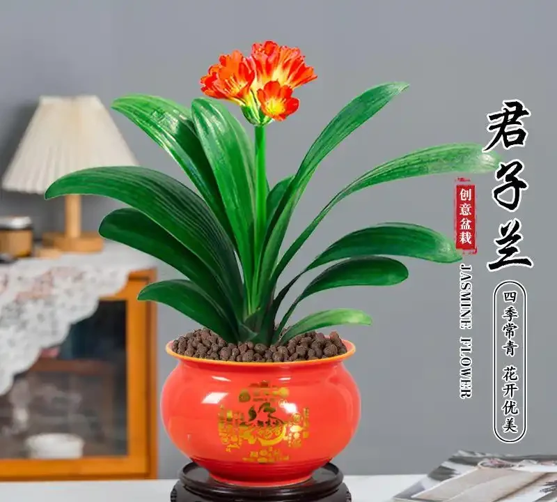 客廳養花首選這十大招財綠植，寓意吉祥又好養