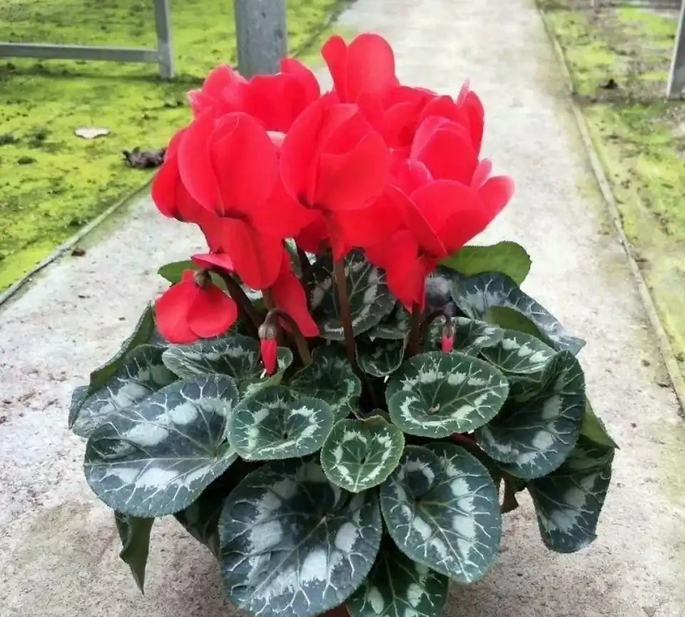 客廳養花首選這十大招財綠植，寓意吉祥又好養
