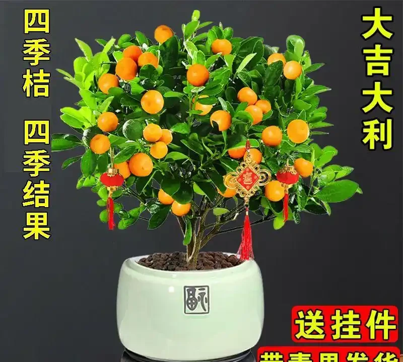 客廳養花首選這十大招財綠植，寓意吉祥又好養