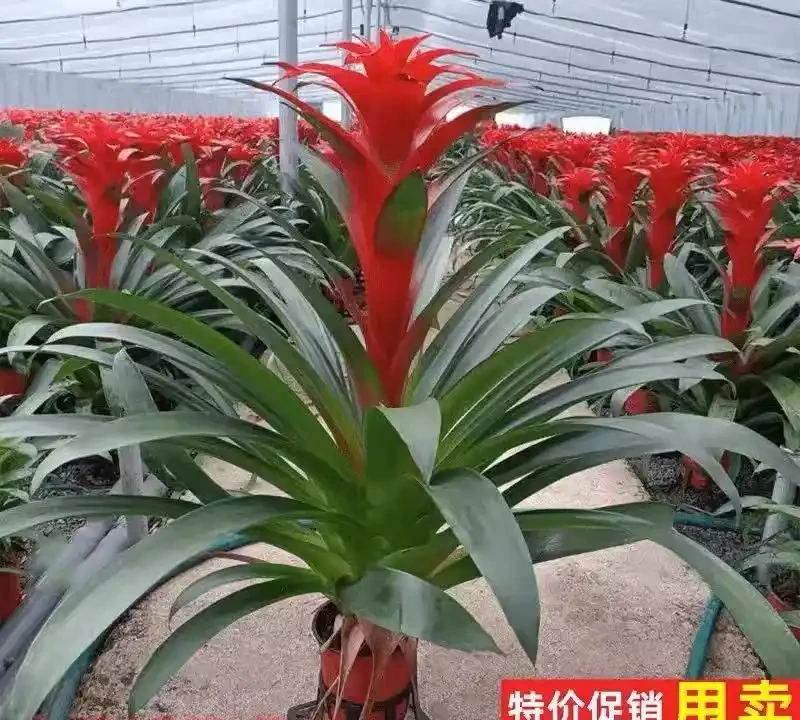 客廳養花首選這十大招財綠植，寓意吉祥又好養