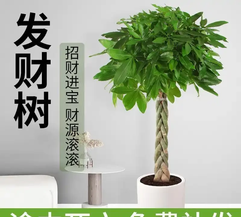 客廳養花首選這十大招財綠植，寓意吉祥又好養