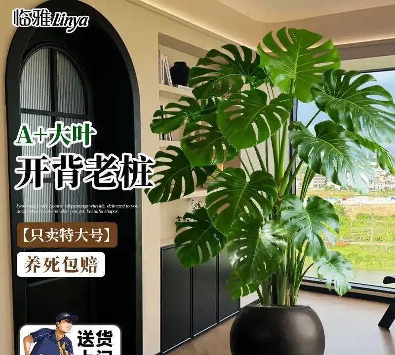 客廳養花首選這十大招財綠植，寓意吉祥又好養