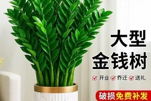 客廳養花首選這十大招財綠植，寓意吉祥又好養