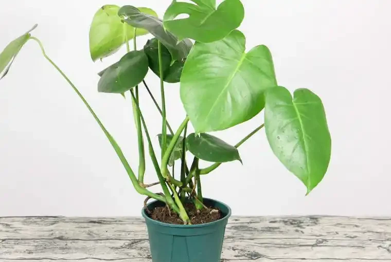 龜背芋室內外養護對比,新手必學的四季種植養護方法