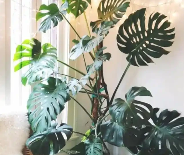 龜背芋室內外養護對比,新手必學的四季種植養護方法