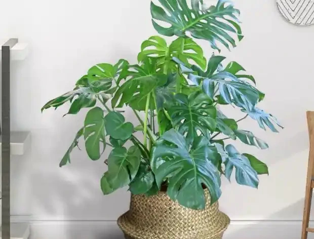 龜背芋室內外養護對比,新手必學的四季種植養護方法
