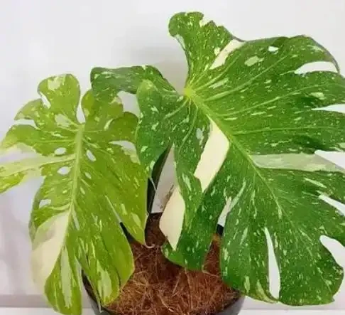 龜背芋室內外養護對比,新手必學的四季種植養護方法