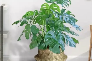 龜背芋室內外養護對比，新手必學的四季種植養護方法