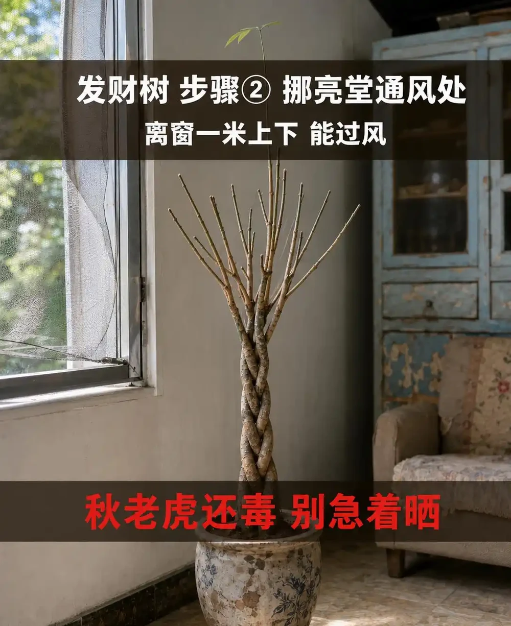 發財樹葉子掉光了還能活嗎?發財樹禿杆了要不要剪?出伏後這半個月3步養回葉子,光桿發財樹怎麼補救看這篇