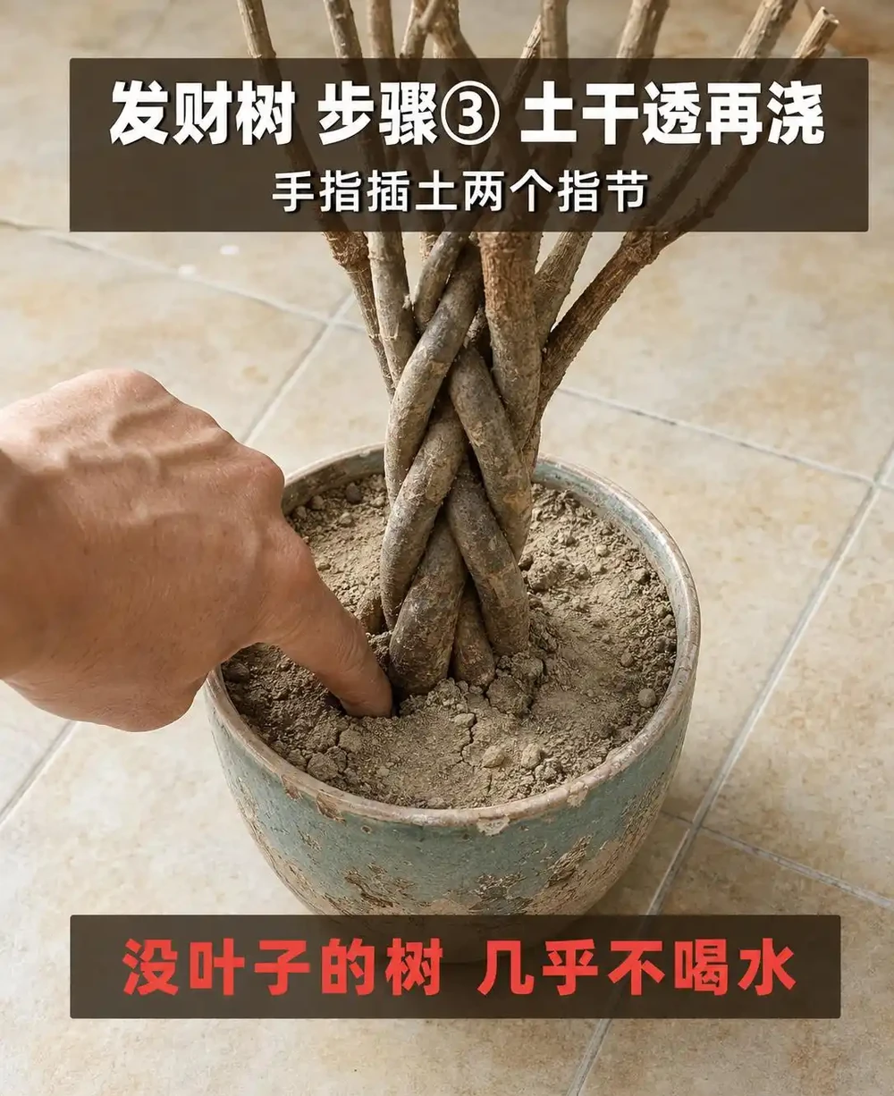 發財樹葉子掉光了還能活嗎?發財樹禿杆了要不要剪?出伏後這半個月3步養回葉子,光桿發財樹怎麼補救看這篇