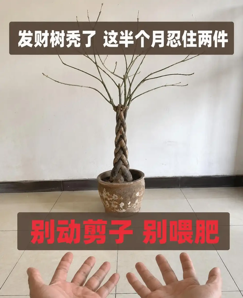 發財樹葉子掉光了還能活嗎?發財樹禿杆了要不要剪?出伏後這半個月3步養回葉子,光桿發財樹怎麼補救看這篇