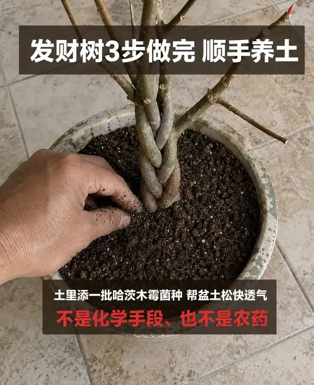 發財樹葉子掉光了還能活嗎?發財樹禿杆了要不要剪?出伏後這半個月3步養回葉子,光桿發財樹怎麼補救看這篇
