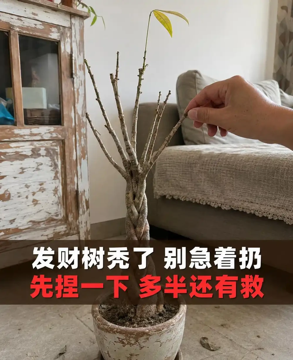發財樹葉子掉光了還能活嗎?發財樹禿杆了要不要剪?出伏後這半個月3步養回葉子,光桿發財樹怎麼補救看這篇