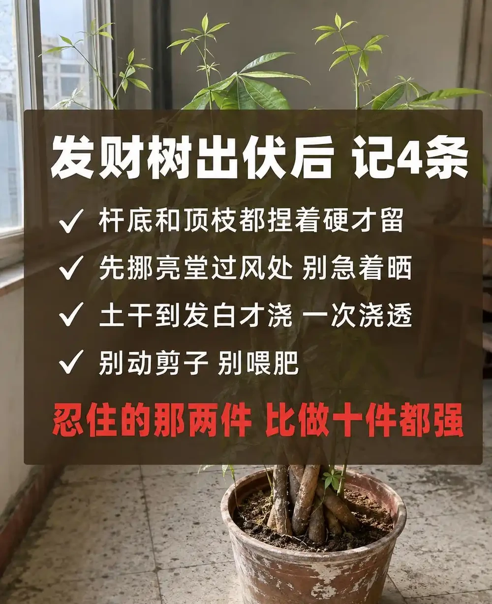 發財樹葉子掉光了還能活嗎?發財樹禿杆了要不要剪?出伏後這半個月3步養回葉子,光桿發財樹怎麼補救看這篇