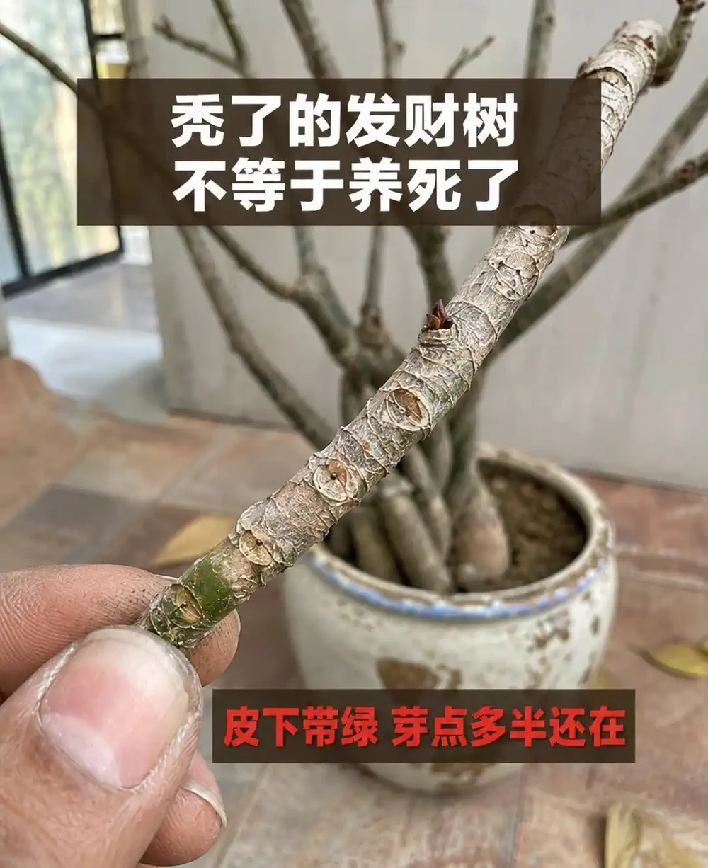 發財樹葉子掉光了還能活嗎?發財樹禿杆了要不要剪?出伏後這半個月3步養回葉子,光桿發財樹怎麼補救看這篇