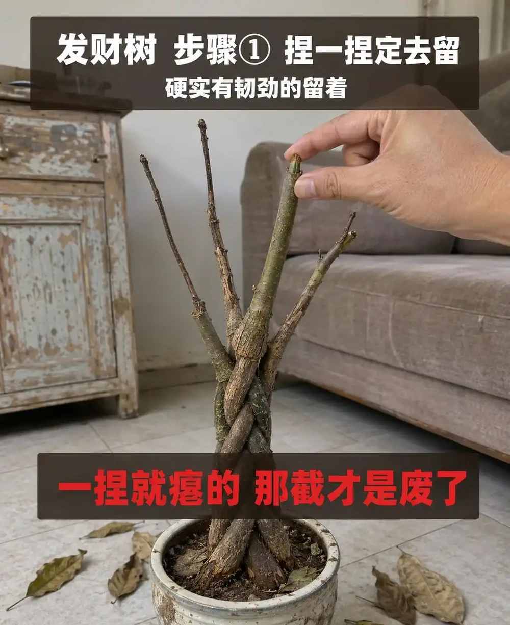 發財樹葉子掉光了還能活嗎?發財樹禿杆了要不要剪?出伏後這半個月3步養回葉子,光桿發財樹怎麼補救看這篇
