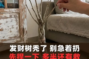 發財樹葉子掉光了還能活嗎？發財樹禿杆了要不要剪？出伏後這半個月3步養回葉子，光桿發財樹怎麼補救看這篇
