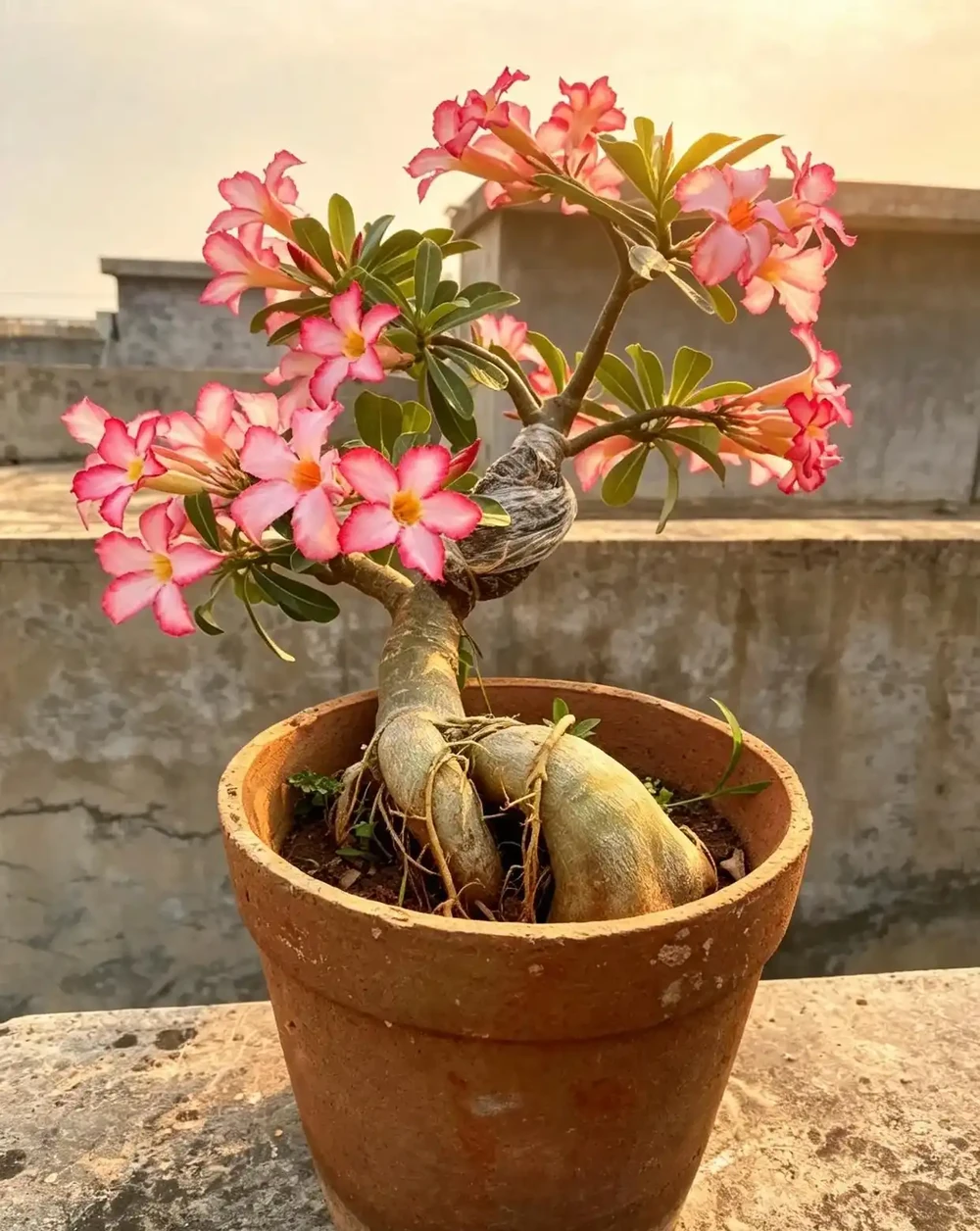 沙漠玫瑰就該這樣養！我花了五年摸清門道，年年爆花不停