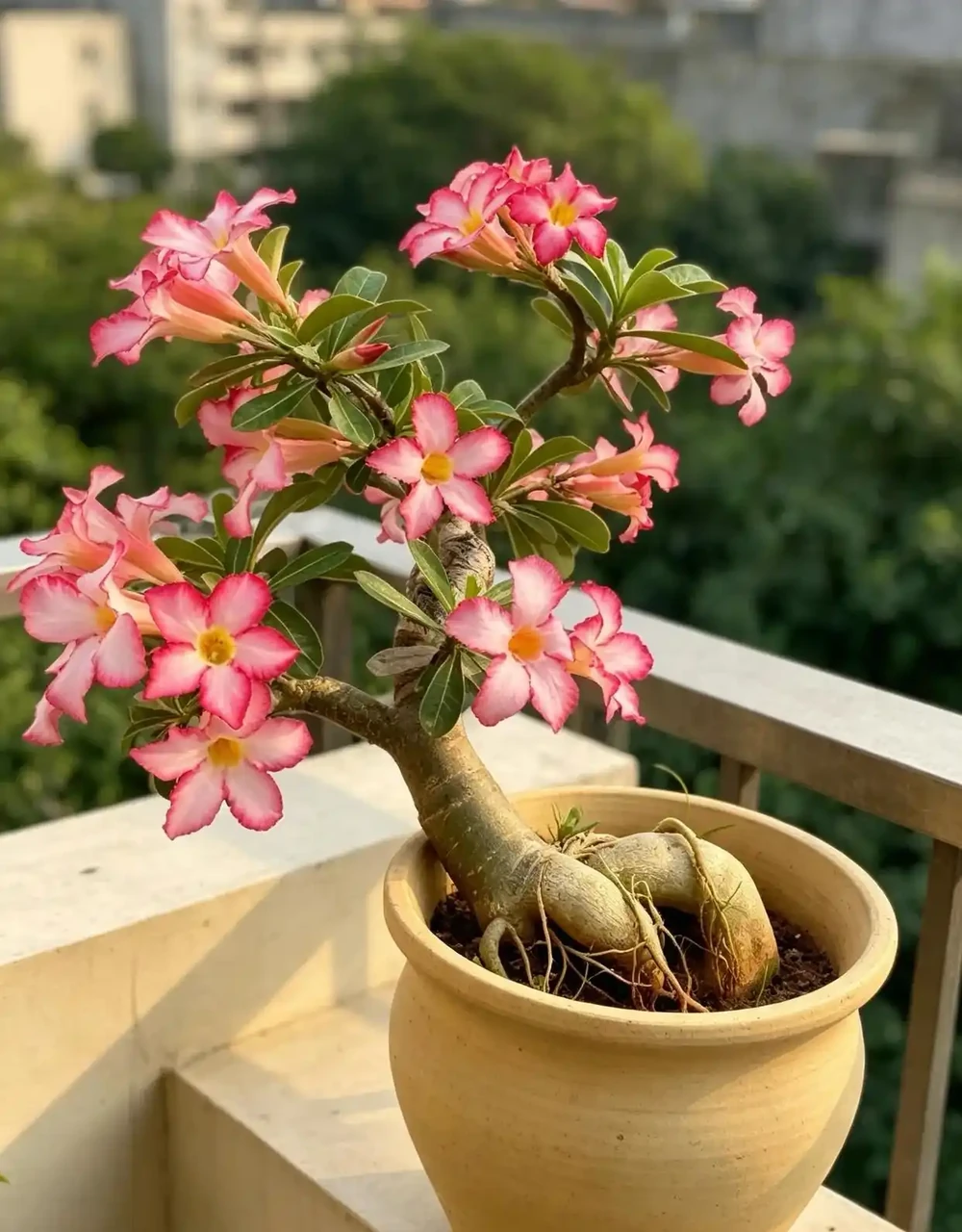 沙漠玫瑰就該這樣養！我花了五年摸清門道，年年爆花不停
