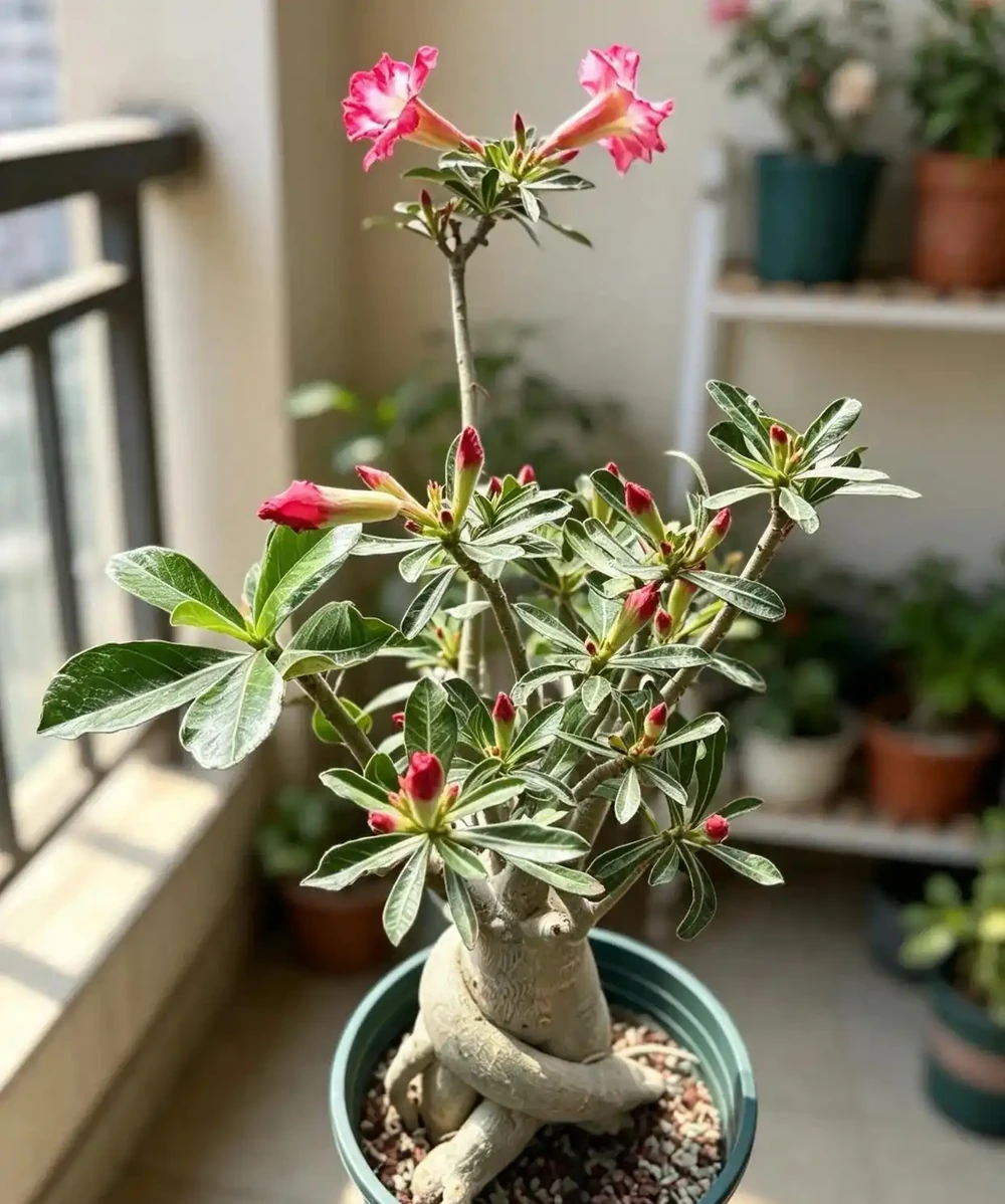 沙漠玫瑰就該這樣養！我花了五年摸清門道，年年爆花不停