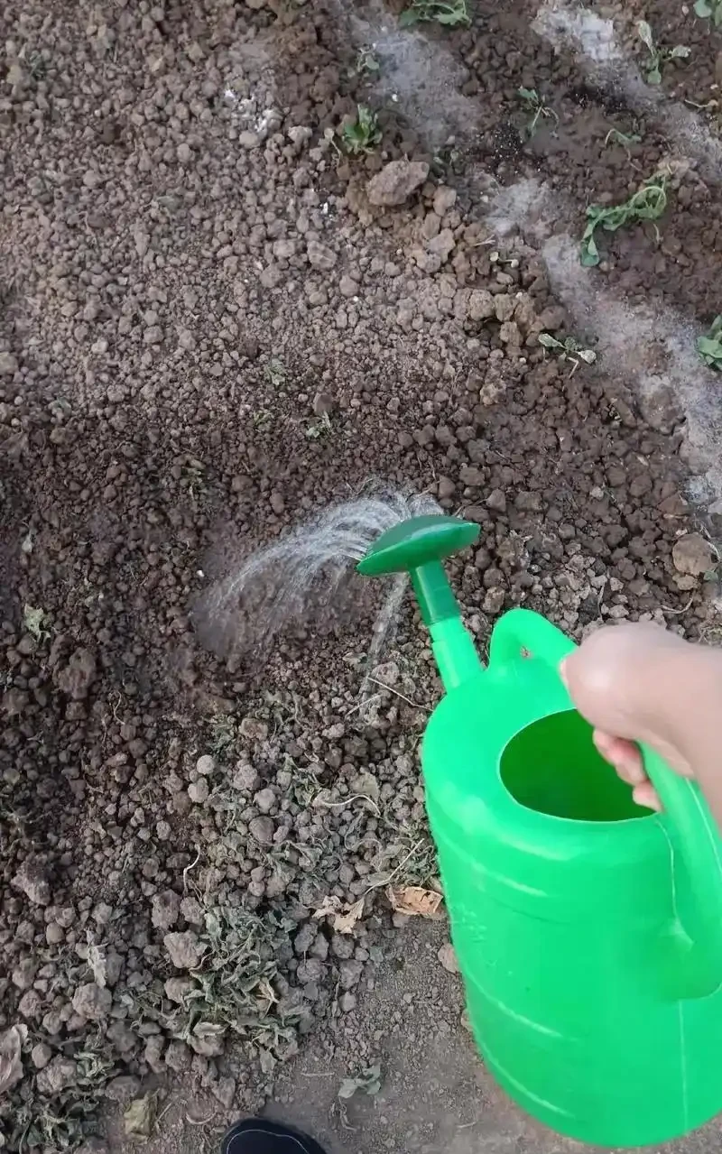 這五種酸溜溜的臭水,種菜要經常喂,不腐根不黃葉果實還很大,出苗又快又整齊,學會了就是賺了