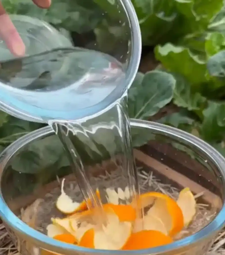 這五種酸溜溜的臭水,種菜要經常喂,不腐根不黃葉果實還很大,出苗又快又整齊,學會了就是賺了