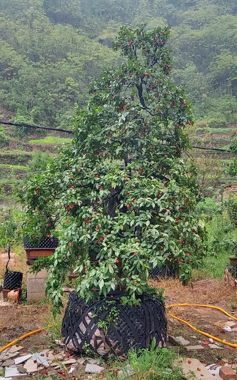 金彈子黃葉別急著澆,5個原因逐個排