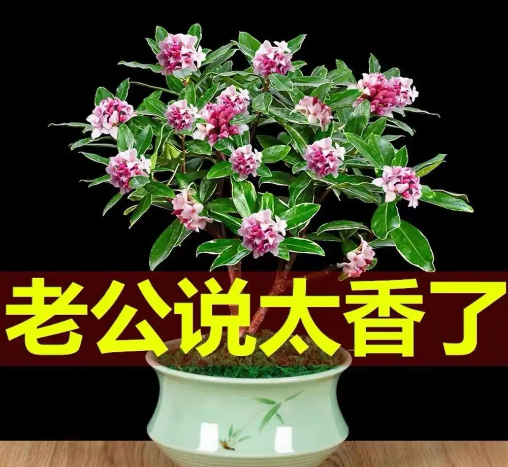 十大最「驚豔」室內開花植物,冬天也能讓家裡花香滿屋
